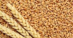 Top grain companies